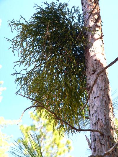 plntMISTLETOECED2.JPG, 61 kB