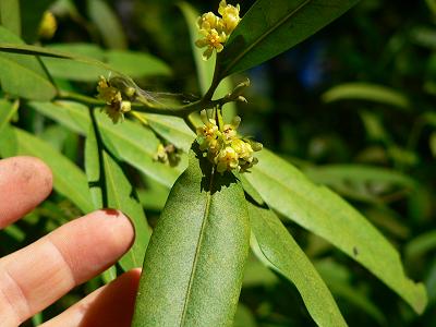 treeBAYFLOW.JPG, 22 kB