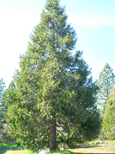 treeCEDERBIG.JPG, 53 kB