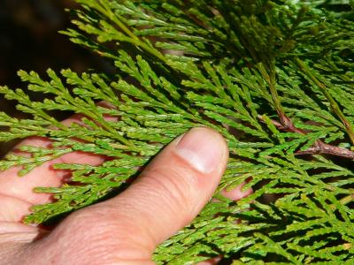 treeCEDERNED.JPG, 34 kB