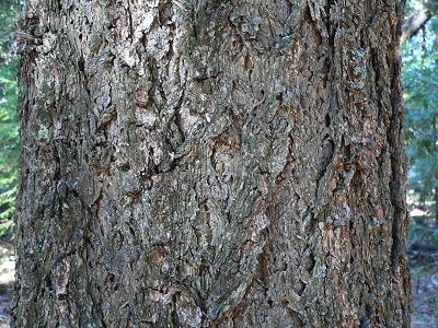treeDOUGBARK.JPG, 49 kB