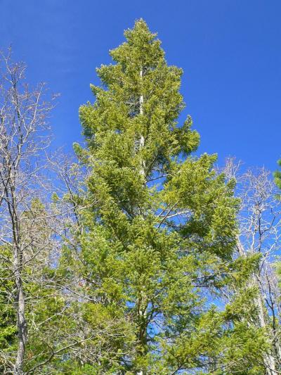 treeDOUGBIG.JPG, 61 kB