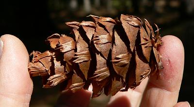 treeDOUGCONE.JPG, 20 kB