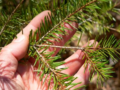 treeDOUGNED.JPG, 33 kB