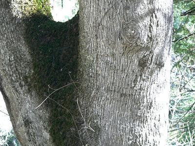 treeOAKEVERBARK.JPG, 42 kB