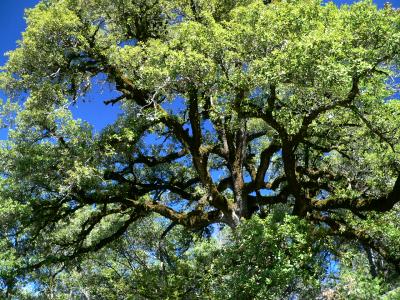 treeOAKEVERFULL.JPG, 50 kB