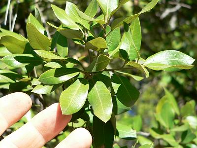 treeOAKEVERLEAVES.JPG, 30 kB