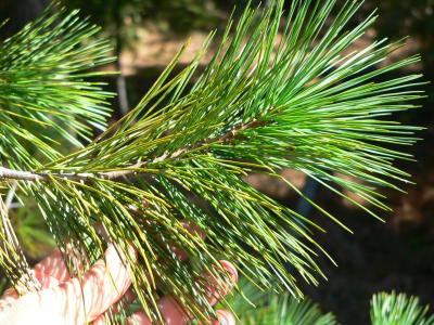 treeSUGARNED.JPG, 40 kB