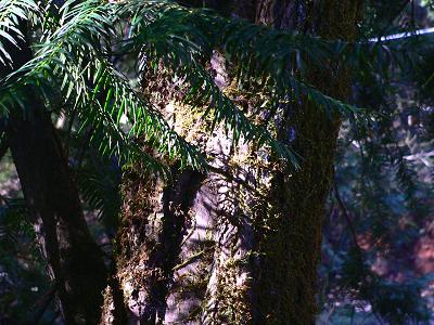 treeYEWBARK.JPG, 37 kB