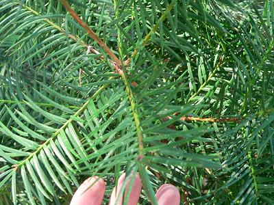 treeYEWLEAVES.JPG, 46 kB