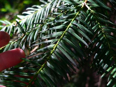 treeYEWNED.JPG, 31 kB