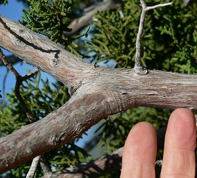 bushCEDBARK.JPG, 39 kB