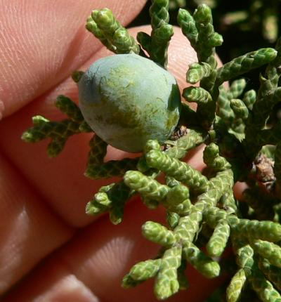 bushCEDBER1.JPG, 29 kB