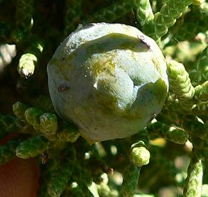 bushCEDBER2.JPG, 18 kB