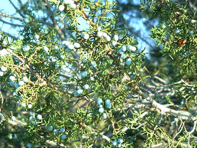 bushCEDBERRY.JPG, 53 kB