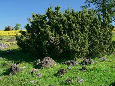 bushCEDFULL.JPG, 43 kB