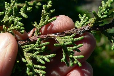 bushCEDNED.JPG, 28 kB