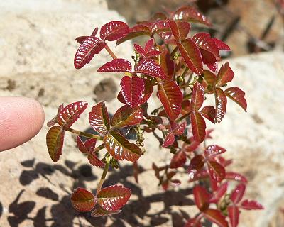 plnPOISOAK.JPG, 31 kB