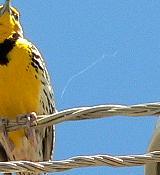 ARCLEADERBIRD.JPG, 5 kB