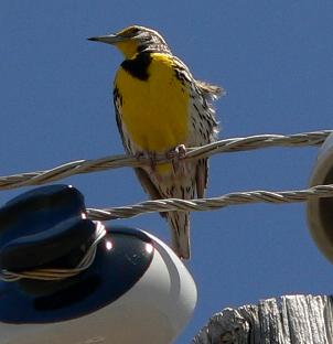 birdMEADOSAP.JPG, 12 kB