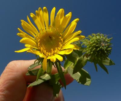 plnOPEUMBRAGP1050053.JPG, 19 kB