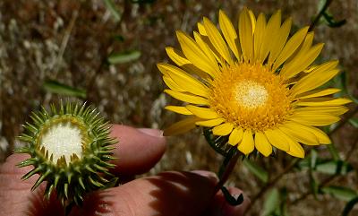 plnOPEUMTUS.JPG, 21 kB