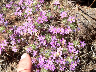 plnPURPTUS.JPG, 55 kB