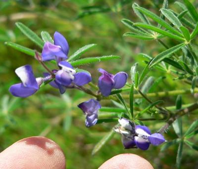 plnBULFLSW.JPG, 24 kB