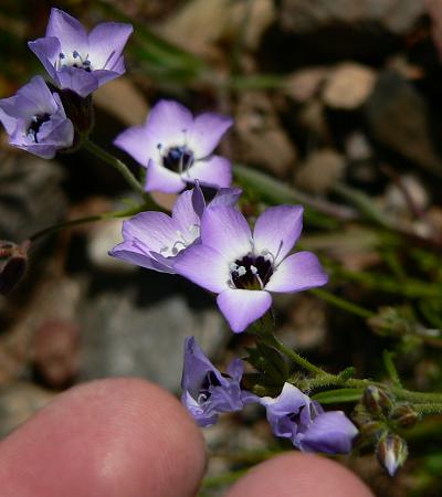 plnPURFLBL.JPG, 23 kB