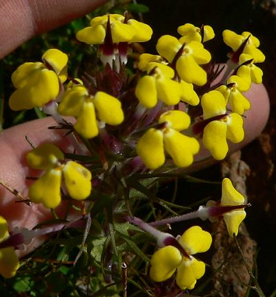 plnYELLEGGS.JPG, 31 kB