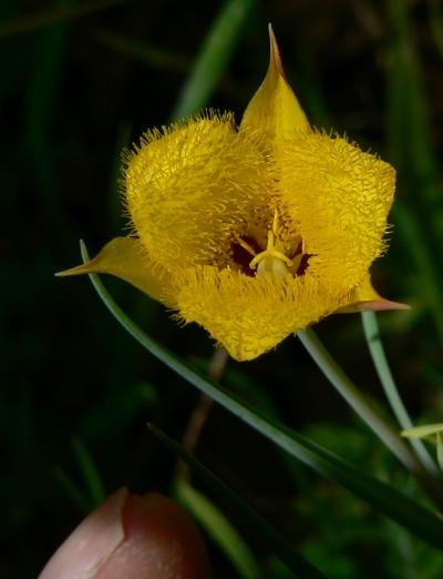 plnYELLFL.JPG, 21 kB