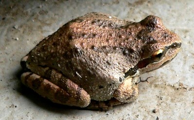 FROG20051110.JPG, 40 kB