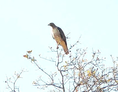 HAWK20051123TUS.JPG, 29 kB