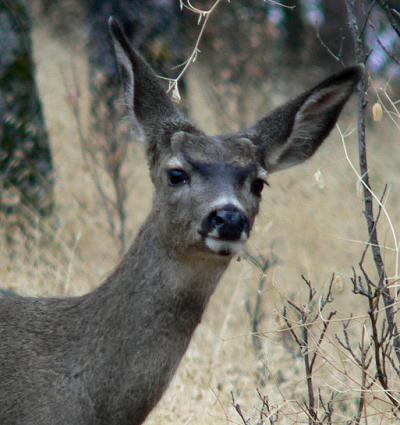 lifDEER1028.JPG, 28 kB