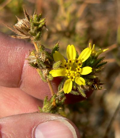 plnSTRONG1028.JPG, 27 kB