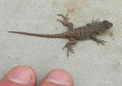 lifBABYLIZARDSEP.JPG, 20 kB