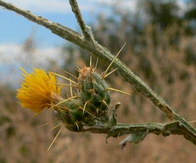 plnTHISTLESEP28.JPG, 19 kB