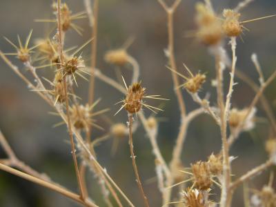 plnTHISTLESSEP28.JPG, 16 kB