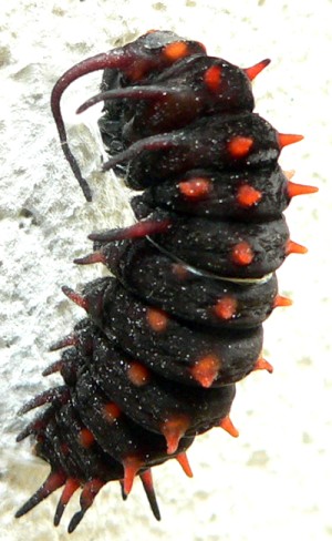 AMORPHSTRING20060601