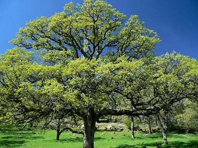 treeOAKFULLT.JPG, 48 kB