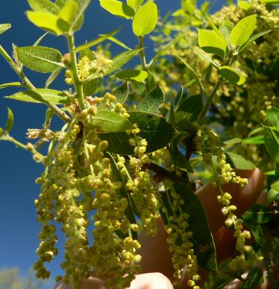 treeOAKPOLL.JPG, 37 kB