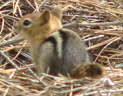 Alman-Chip42.jpg, 51kB