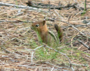 Alman-Chip45.jpg, 31kB