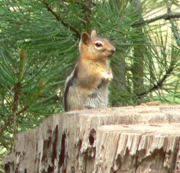 Alman-Chip84.jpg, 47kB