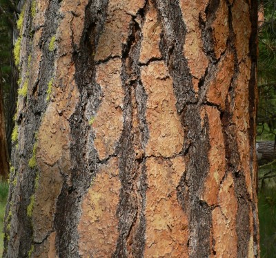 Alman-YellowPineB.jpg, 75kB