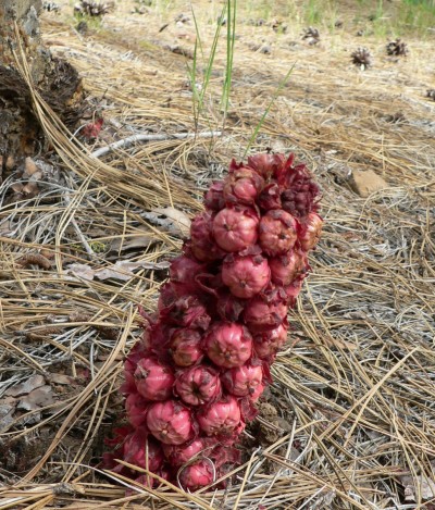 Almanor-Amorph1.jpg, 98kB