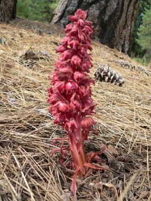 Almanor-Amorph3.jpg, 64kB