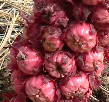 Almanor-AmorphC1.jpg, 45kB