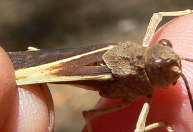 Almanor-GHopper.jpg, 27kB