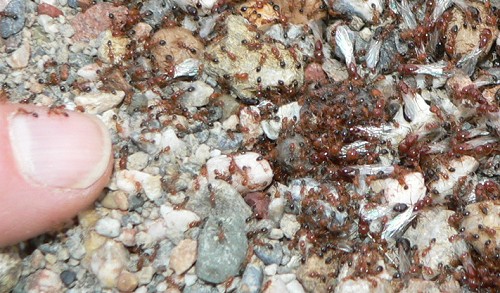 26AntsSmall.jpg, 74kB